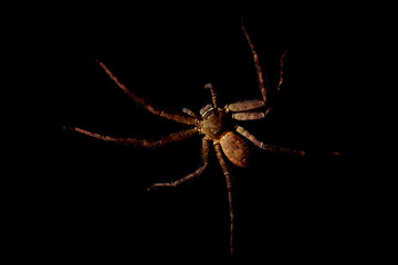 Close up top view of Heteropoda venatoria huntsman spider in black background
