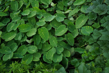 Beautiful top view of the taro root fields.Greenery and vegetation background.