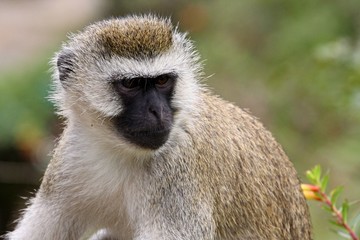 Vervet Monkey . Nyungwe Forest National Park. Rwanda. Africa.