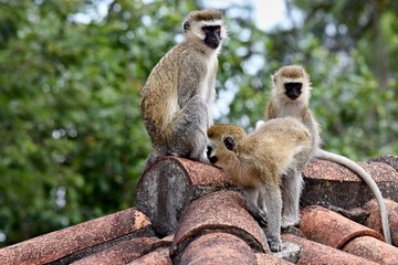 Fototapeta premium Vervet Monkey . Nyungwe Forest National Park. Rwanda. Africa.