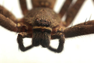 Close up front view of Heteropoda venatoria huntsman spider