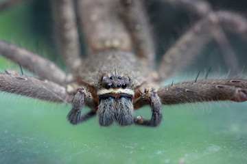 Close up front view of Heteropoda venatoria huntsman spider