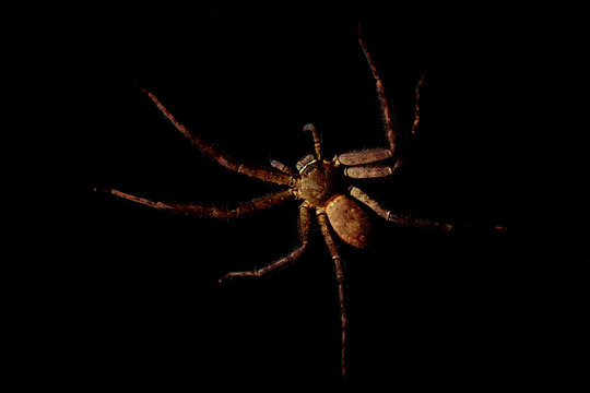 Close up top view of Heteropoda venatoria huntsman spider in black background