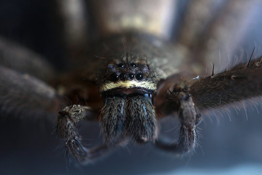 Close up front view of Heteropoda venatoria huntsman spider