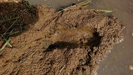 Close-up of human footprints on muddy ground