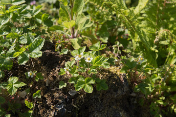 Spring Flowering Wild Strawberry Plant (Fragaria vesca) Growing from the Stump of a Rotting Tree in a Shady Woodland Landscape in Rural Devon, England, UK