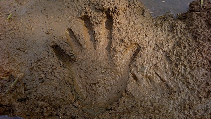 Human hand prints on muddy ground