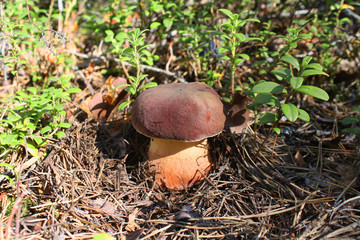 The picturesque boletus mushroom grows among forest vegetation.