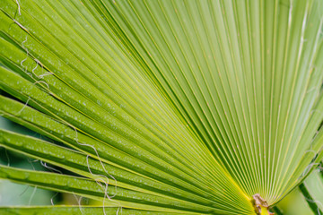 close up of tropical palm leaf. Natural background.