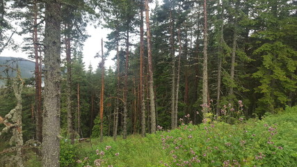 Trees in the forest.