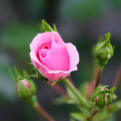 Soft pink rose Bonica with buds in the garden. Perfect for background of greeting cards for birthday, Valentine's Day and Mother's Day