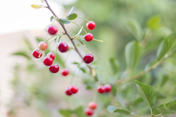 Fototapeta premium fresh cherries hanging on the tree