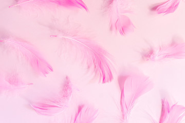 Fototapeta na wymiar Beautiful pink bird feathers on pink pastel background. Flat lay with copy space.