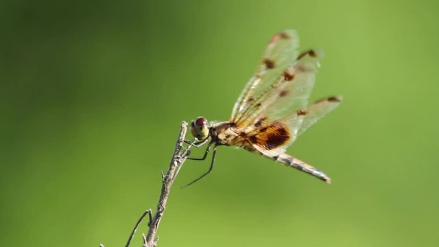 Isolated close up footage of a male Halloween Pennant (Celithemis eponina) dragonfly as it clinges on a tiny branch and holds still during strong wind. It looks like a pennant in the wind.
