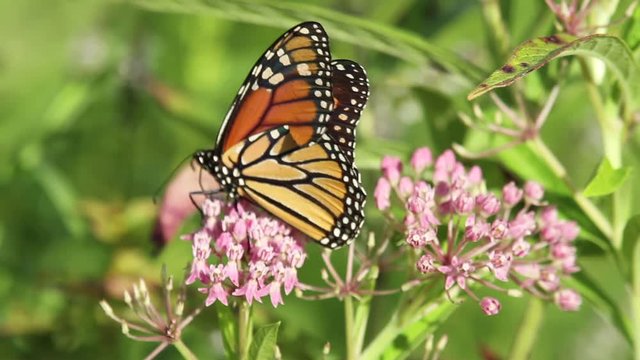 Close up footage of a female monarch butterfly (Danaus plexippus) as it pollinates allium millenium plant flowers.