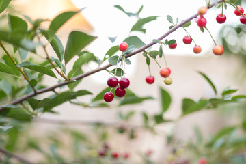 fresh cherries hanging on the tree