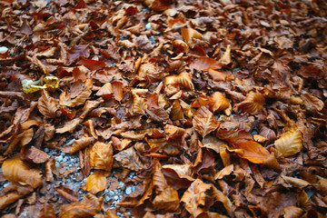 autumn foliage on the road