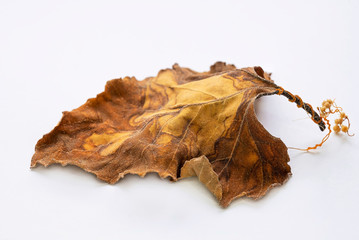 Dry autumn leaf on a white background. Macro photo. White background. Yellow-brown autumn leaf. Abstract pattern on a dried sheet. Close-up. Isolate. Autumn still life. Autumn abstraction
