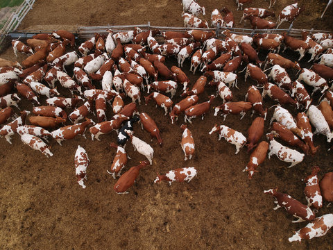 Aerial view of corral full of cattle