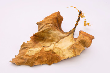 Dry autumn leaf on a white background. Macro photo. White background. Yellow-brown autumn leaf. Abstract pattern on a dried sheet. Close-up. Isolate. Autumn still life. Autumn abstraction