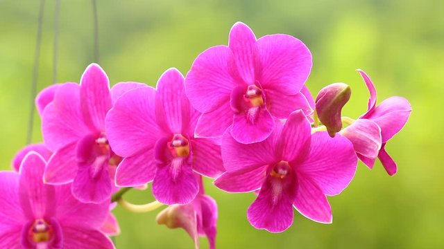 Pink Vanda orchid , in the garden  Chiangmai Thailand
