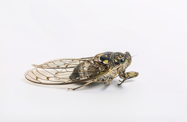 Macro close-up of insect cicada on white background，Cicadidae