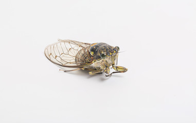 Macro close-up of insect cicada on white background，Cicadidae