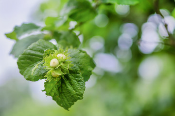 young hazelnut growing on a branch close up