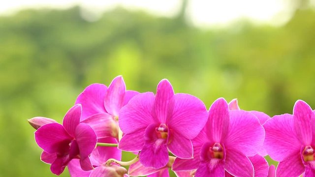 Pink Vanda orchid , in the garden  Chiangmai Thailand