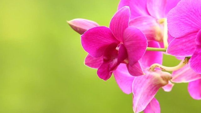 Pink Vanda orchid , in the garden  Chiangmai Thailand