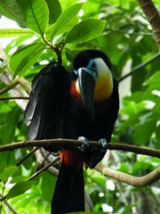 black and yellow billed toucan