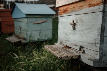 Close up of flying bees. Wooden beehive and bees