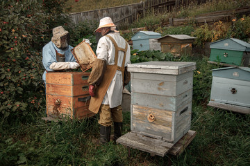 Two beekeepers checking honeycomb of beehive with bees swarming around them
