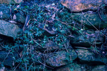 Rocks and Vines