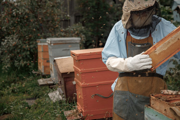Beekeeper on apiary. Beekeeper is working with bees and beehives on the apiary