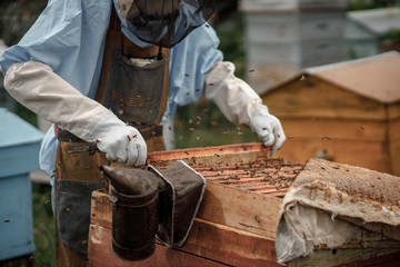 Beekeeper on apiary. Beekeeper is working with bees and beehives on the apiary