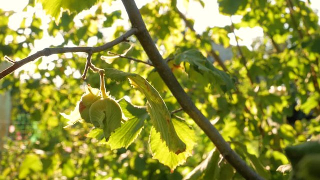 Hazelnuts ripen on a tree branch in farm garden with sunbeams. Nuts is a good source of dietary fiber, protein and vitamins for healthy weight loss diet. Organic eco hazel growing in home backyard 4K.