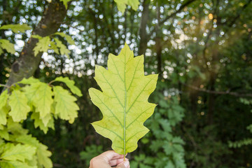 Large leaf of oak in hand against the background of the forest. The greatness of nature