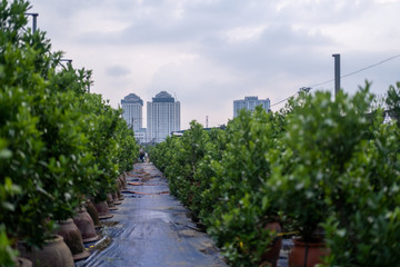 Fototapeta premium Buildings cityscape view from a garden in hanoi