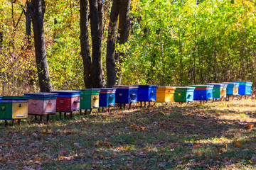 Old colorful wooden beehives in forest glade at autumn