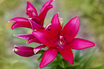 bright dark pink lily flowers close up in soft focus on a background of greenery