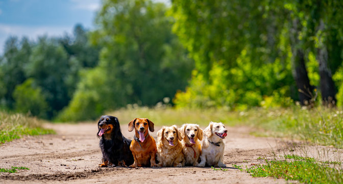 Different dog breeds. Looking straightforward. Green grass background.