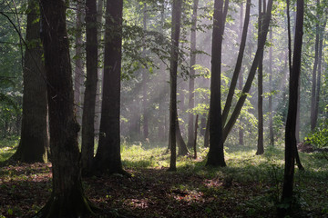 Fototapeta na wymiar Misty sunrise morning in deciduous forest