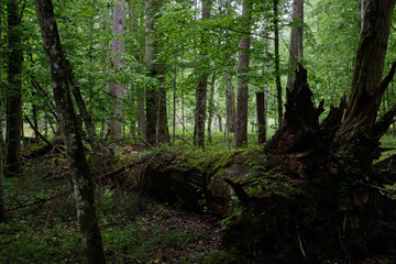 Obraz premium Old broken oak tree partly declined