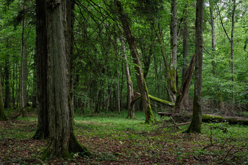Obraz premium Broken trees in spring