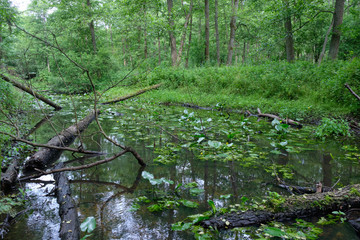 Small natural forest river in sunrise light