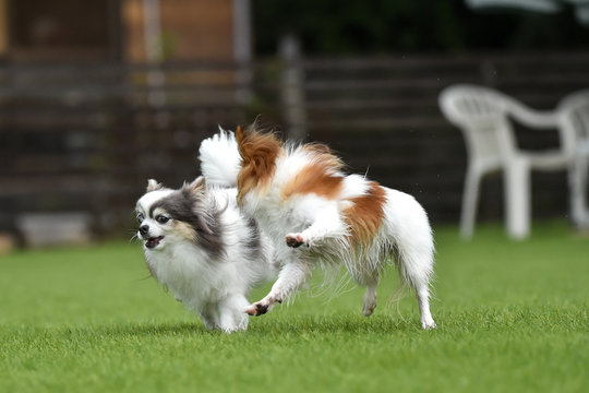 ドッグランで遊ぶチワワとパピヨン