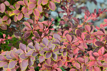 Twigs of Berberis thunbergii Coronita  - colorful ornamental plant for garden landscaping