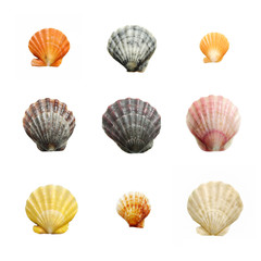Isolated sea shells on a white background. Shells in natural colors, polished by the waves of the surf.