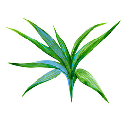Tropical watercolor plant with teal color leaves isolated on white